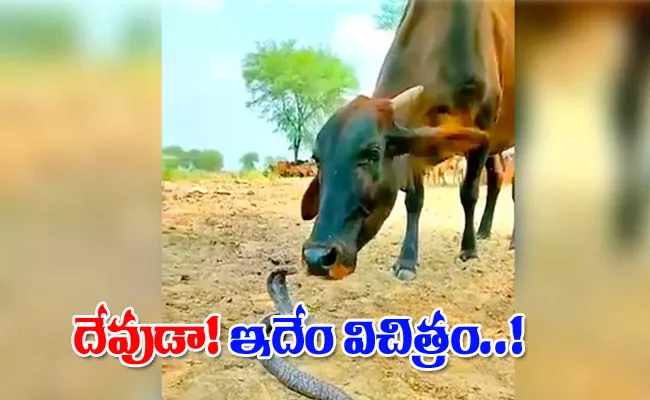 Viral Video: Cow And Snake Playing Together Goes Viral - Sakshi