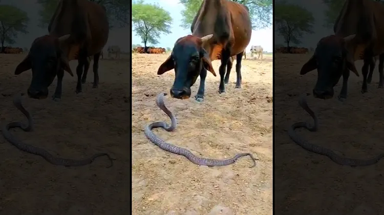 Viral VIdeo Friendship Between Cow And Snake 