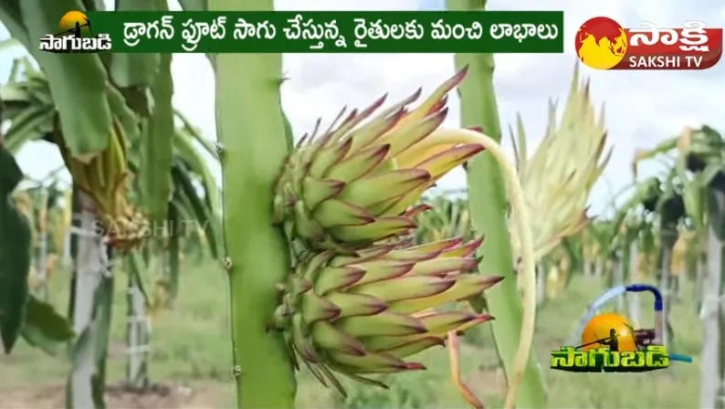 Dragon Fruit Farming : Farmer Ramana Reddy Success Story in Dragon Fruit Farming