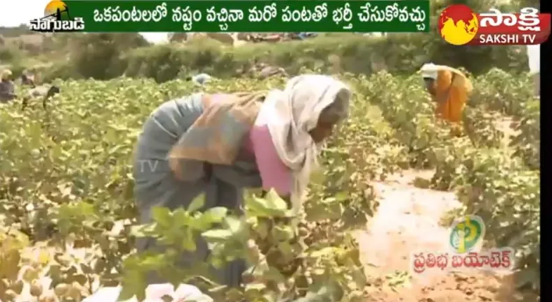 Vegetable Farming : Janagama Dist Farmers Earn Huge Profits With Vegetable Farming