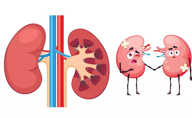 Kidneys effect with diabetes and hypertension - Sakshi