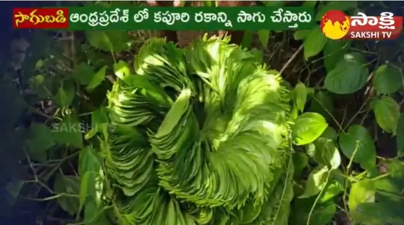 Huge Profits With Betel Leaves Farming