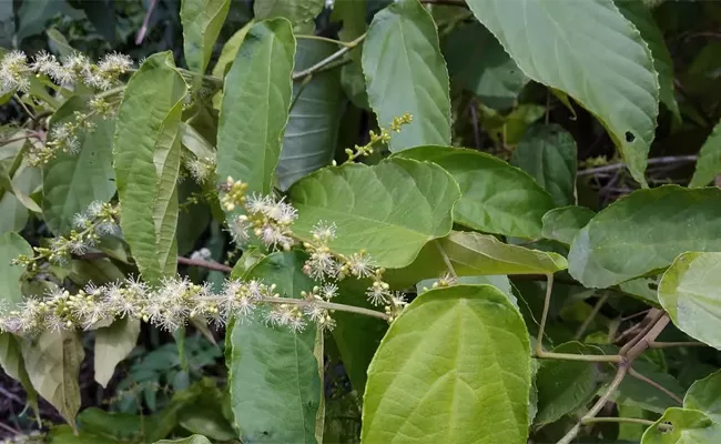 Mallotus Furetianus Tropical Plant Found In China Fights Fat In Tests - Sakshi