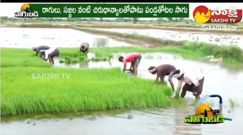 Crops as Alternate for Paddy