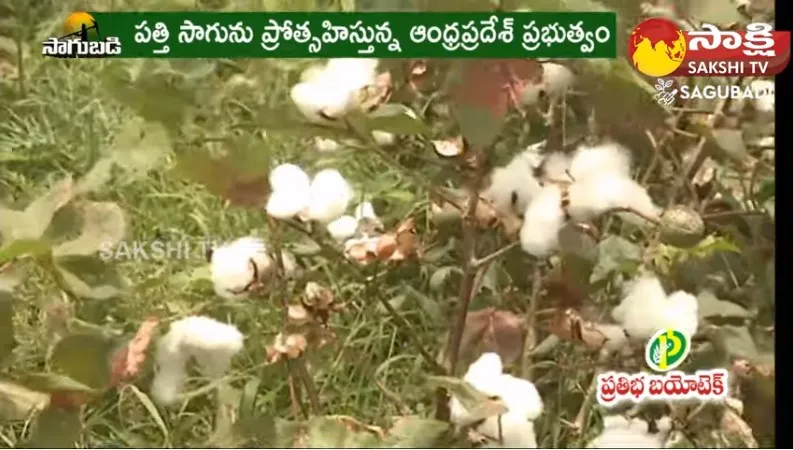 Cotton Cultivation : Huge Demand For Cotton