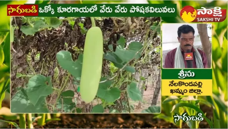 Bottle Gourd Vegetable Cultivation Bring Profits 