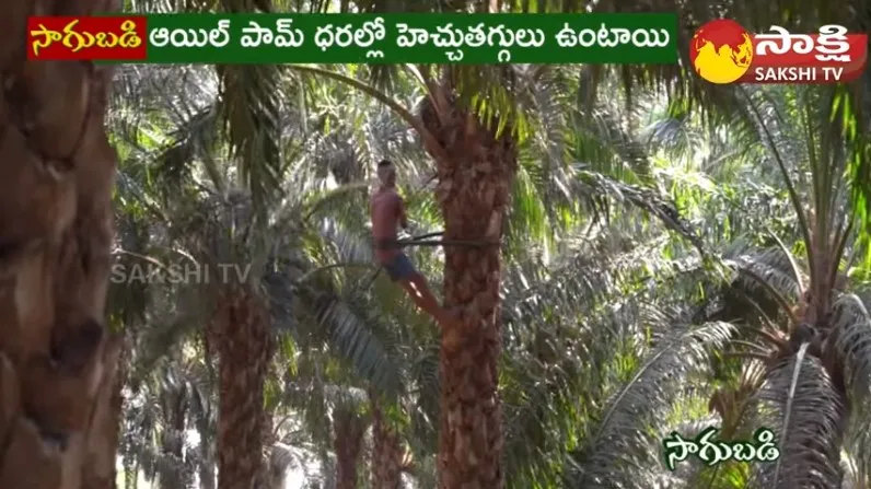 Huge Profits With Oil Palm Farming