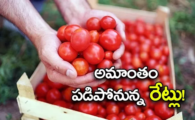 Tomato Prices Likely To Come Down In Coming Months Of 2023, Know Possible Reasons Inside - Sakshi