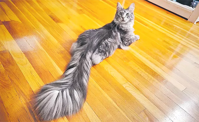 Cat Claims The World Record For Feline With The Longest Tail - Sakshi