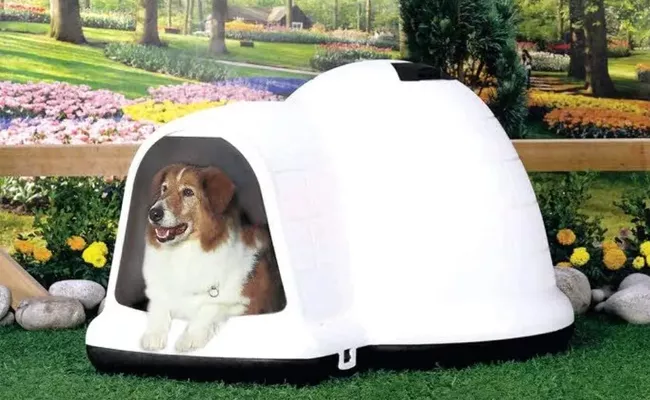 Do Igloo Dog Houses Keep Dogs Cool - Sakshi