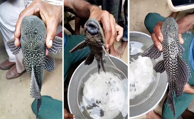 suckermouth catfish found from a river - Sakshi