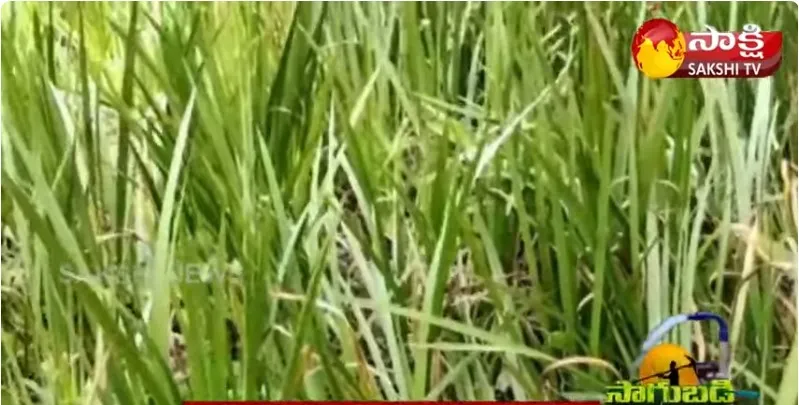 Vasa Kommu Natural Farming | Vasa Cultivation