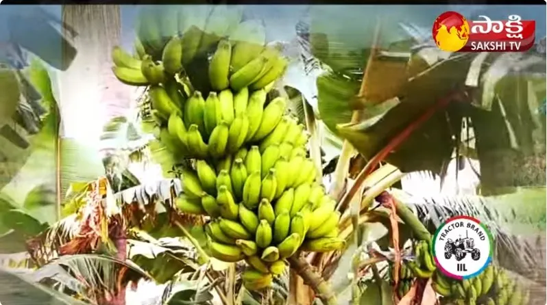 Safeda Guava Cultivation : East Godavari Dist Lanka Farmers Guava Farming 