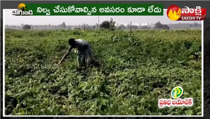 Women Farmer Vegetable Farming