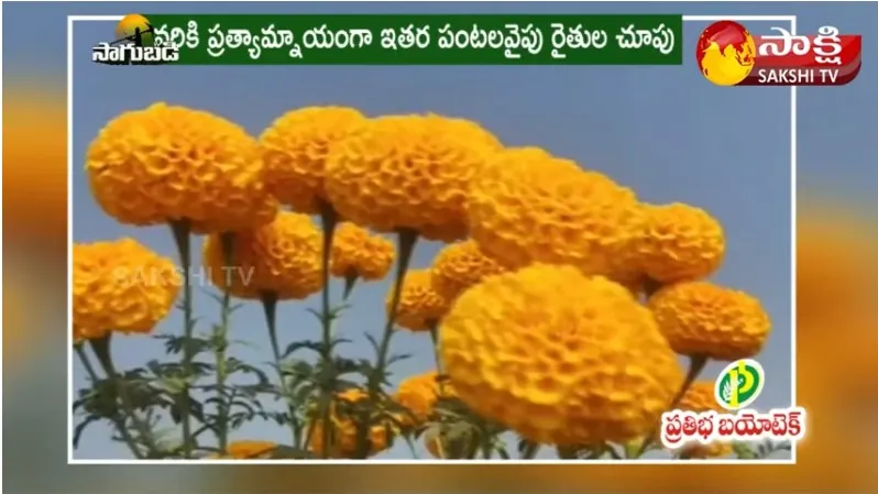 Marigold Flower Cultivation 