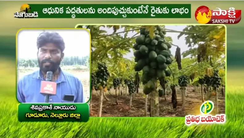 Organic Papaya Cultivation