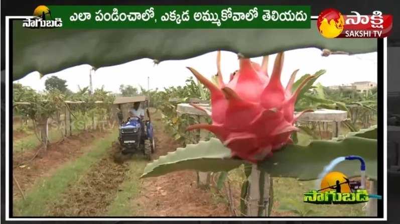 Dragon Fruit Farming |Farmer Success Story