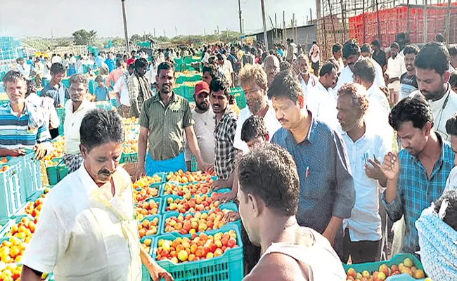 Andhra Pradesh Govt Support For Tomato Farmers - Sakshi