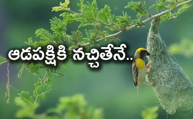 Pudami Sakshiga: Intresting Facts Nesting Patterns of Birds