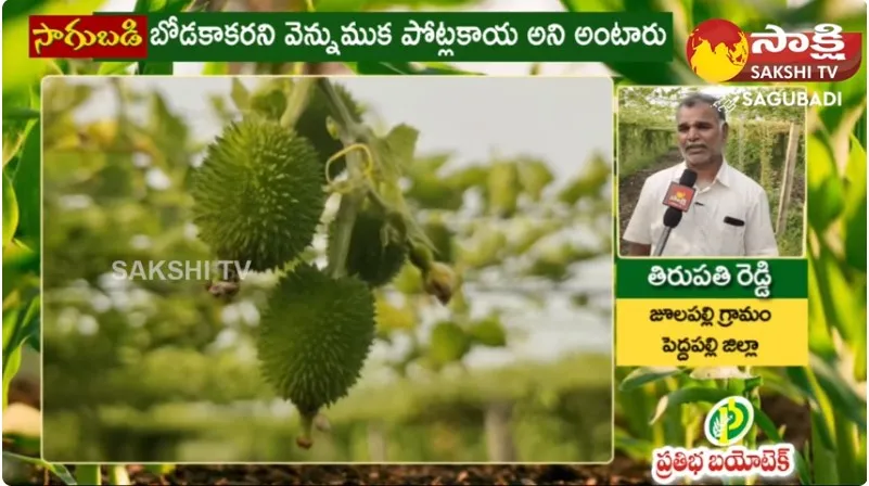 Special Story On Boda Kakarakaya Sagu Cultivation