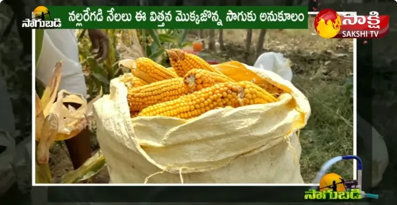 Corn Farming in Vikarabad Dist