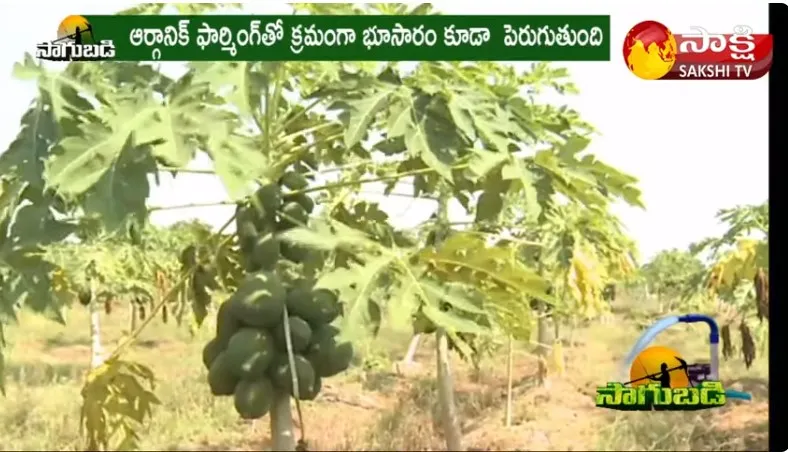  Farmer Success Story of Organic Papaya Cultivation