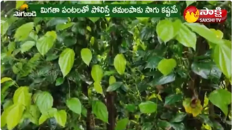 Betel Leaf Farming Anf Benifts 