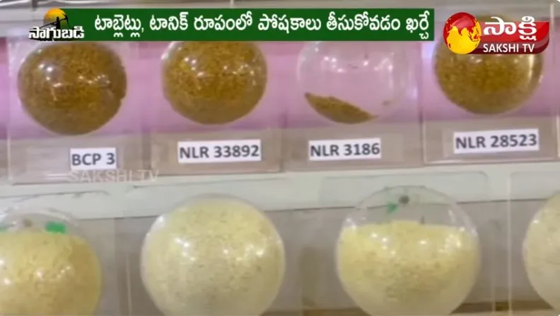 New Paddy Variety In Nellore