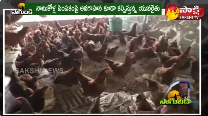 Natu Kodi Farming : Nellore Young Farmer Success Story