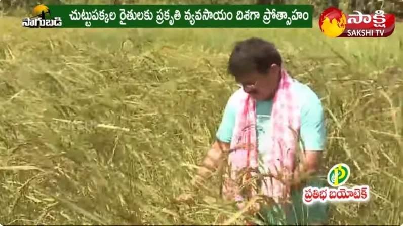 Retired Employee Success Story in Paddy Cultivation