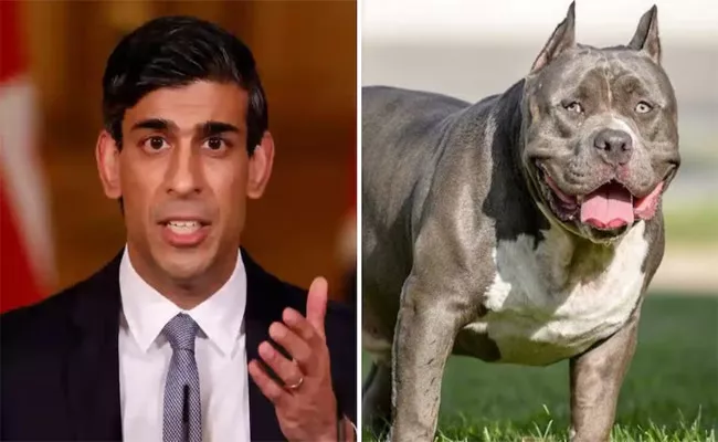 British PM Rishi Sunak Orders Ban on American xl Bully Dogs - Sakshi