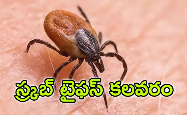 11 New Scrub Typhus Cases Detected In Odisha Sundargarh - Sakshi