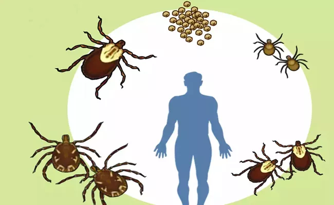 Scrub Typhus Outbreak In Odisha - Sakshi