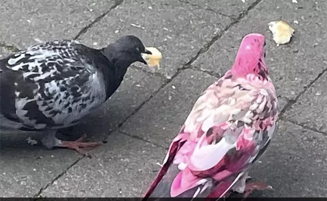 Any One See This Pink Pigeon In UK Why It Is Pink - Sakshi