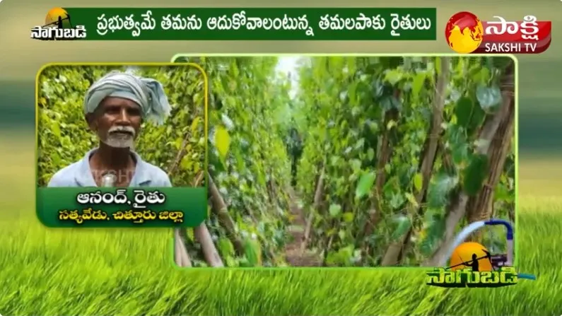 Betel Farmers in Trouble | Special Story on Betel Farming