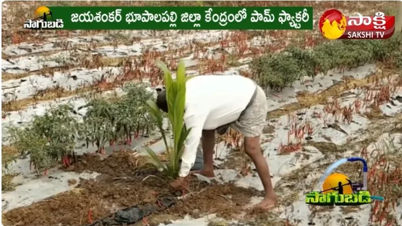 Telangana Govt to Promote Oil Palm with Subsidies