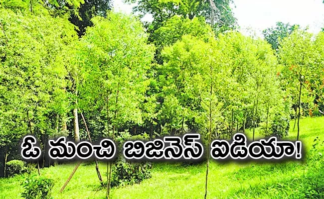 Good Business Idea For Earning Sandalwood Farming - Sakshi