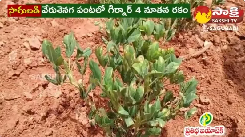 Suggestions For High Yield of Groundnut