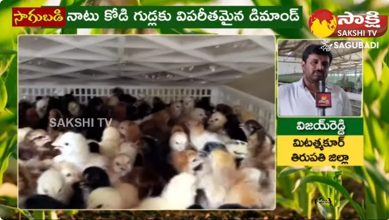 Tirupati Young Farmer Natu Kodi Farming Success Story 