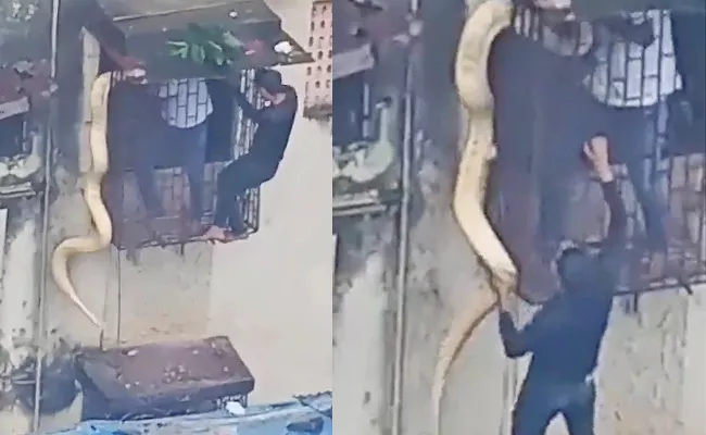 Huge Python Dangles From Mumbai Apartment Window - Sakshi