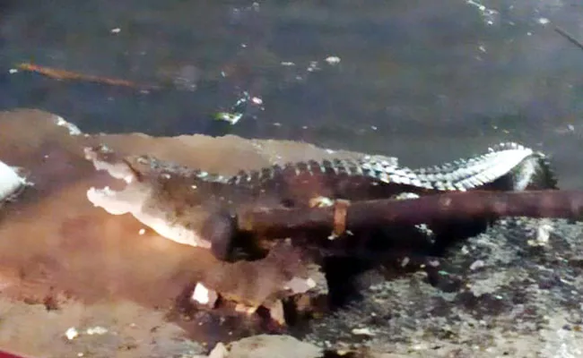 Baby Crocodile In Chintal basti Nala Khairatabad - Sakshi