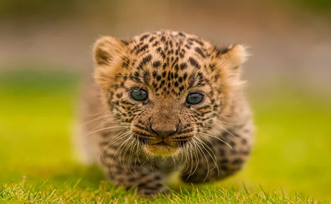 Two Leopard Cubs Spotted At Sircilla Konaraopet - Sakshi