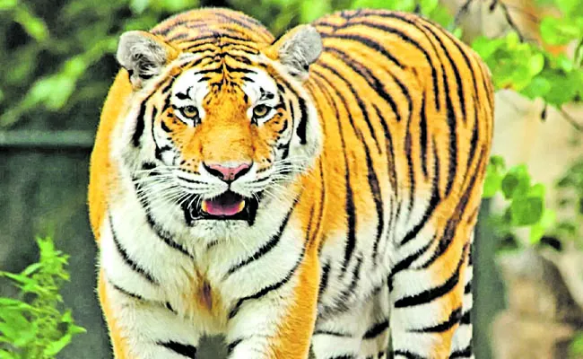 661 tiger deaths in five years - Sakshi