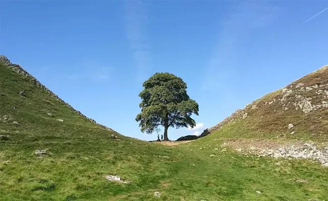 UKs Beloved Sycamore Gap Cut Down - Sakshi