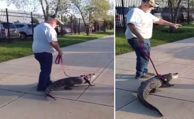 Pennsylvania man take Alligator to see Philly Baseball Game - Sakshi