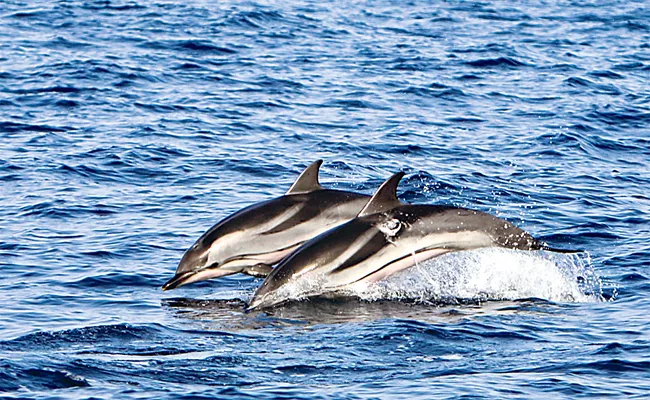 Rare Hybrid Dolphins Spotted In UK Coast - Sakshi