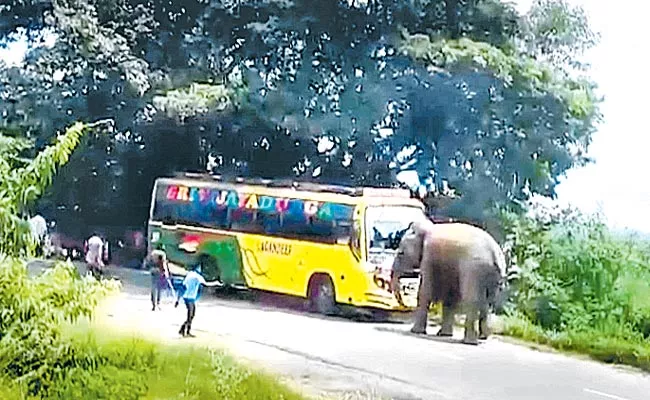 Elephant Attack On Private Bus In Parvathipuram Manyam District - Sakshi