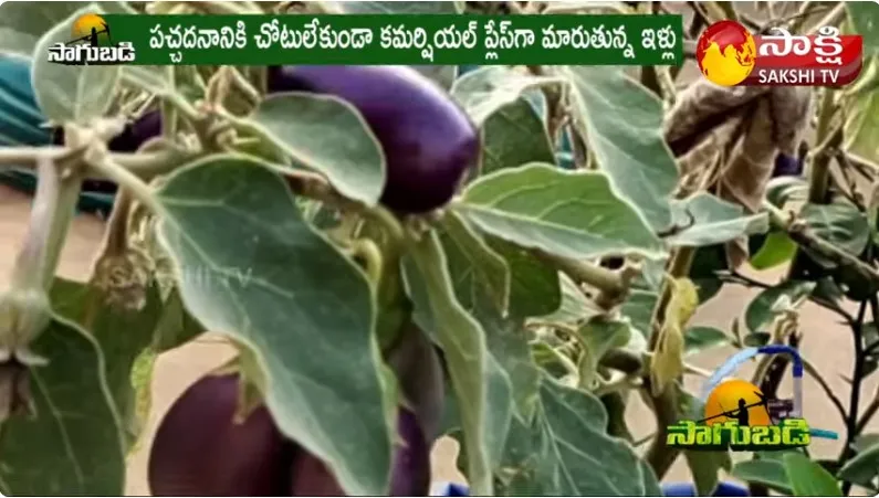 Midde Thota : Organic Terrace Garden in Low Budget