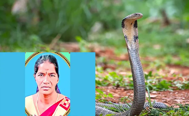 A Woman Died Due To Snake Bite - Sakshi