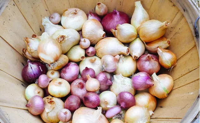 Kitchen Tips: How To Store Onions For Long Time - Sakshi